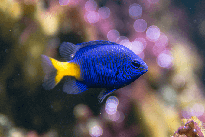 Sárgafarkú damselfish