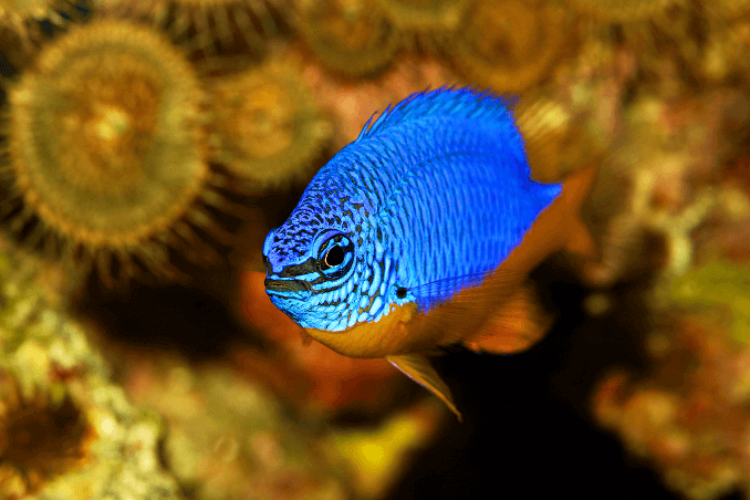 Azúr Damselfish