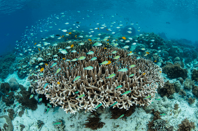 Damselfish iskola