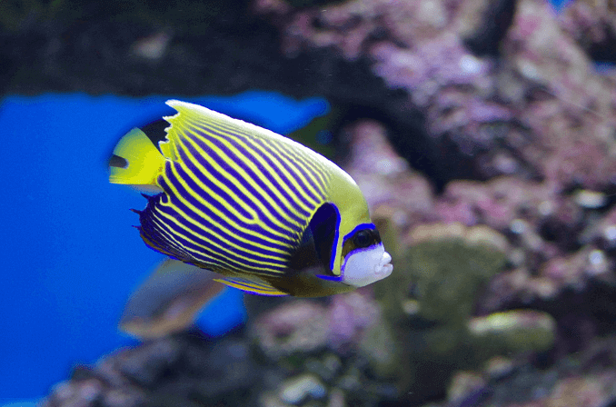 Angelfish felnőtt császár