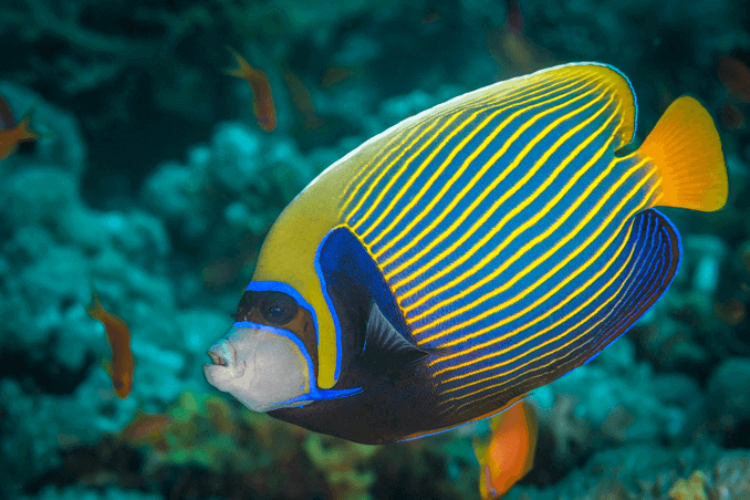 Angelfish császár három