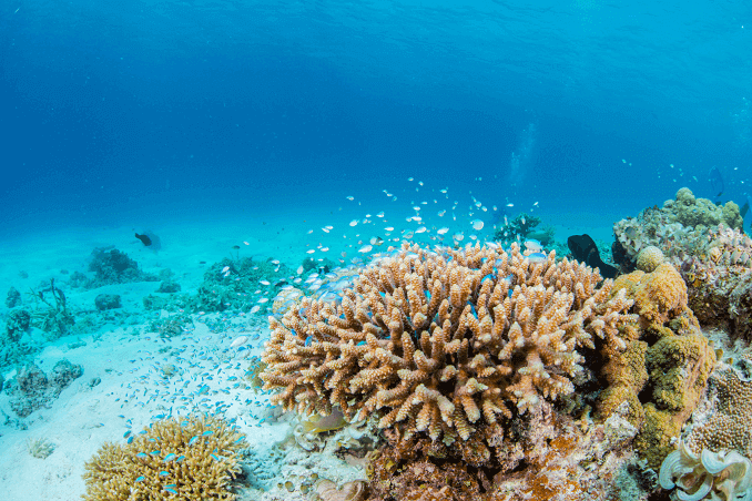 Zöld Chromis Schoal