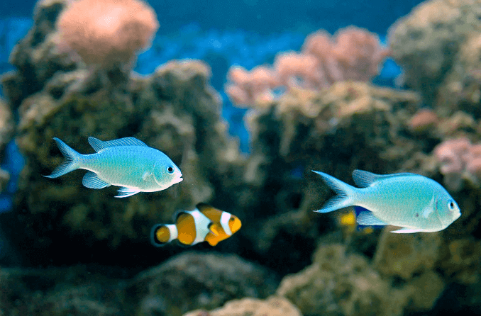 Green Chromis kompatibilitás