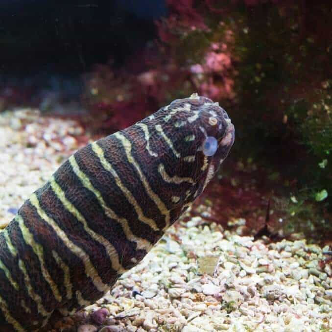 Zebra Moray angolna
