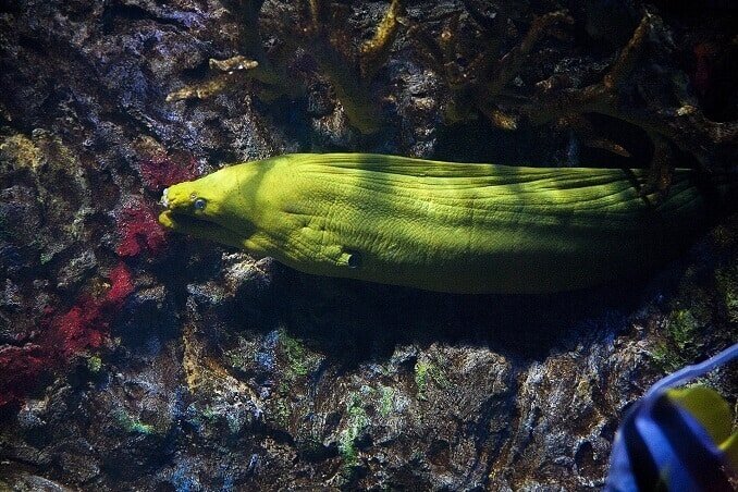 Zöld Moray angolna