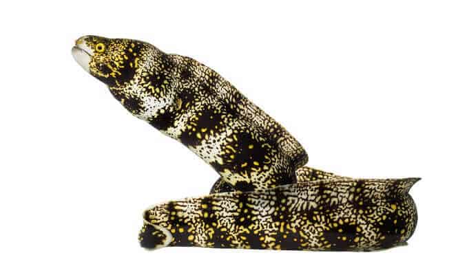 Hópehely Moray angolna