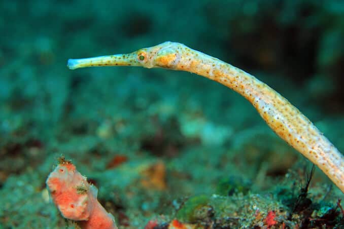 Pipefish fajok