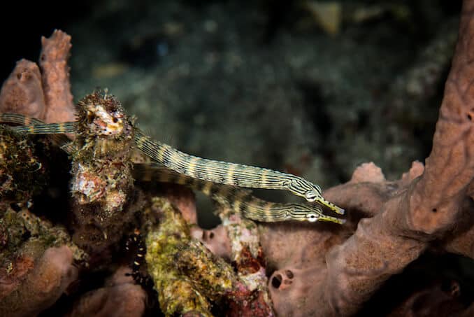 Pipefishes pár