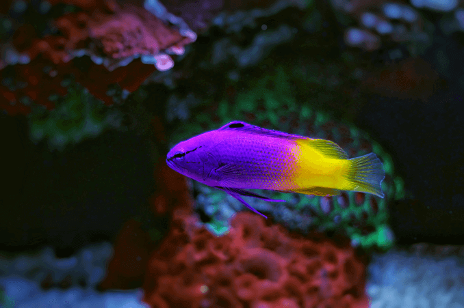 Royal Gramma Nő