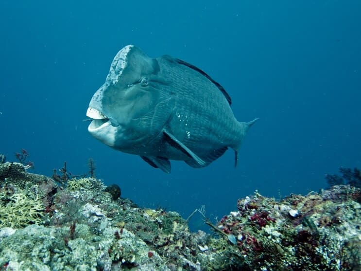 Humphead Papagájhal